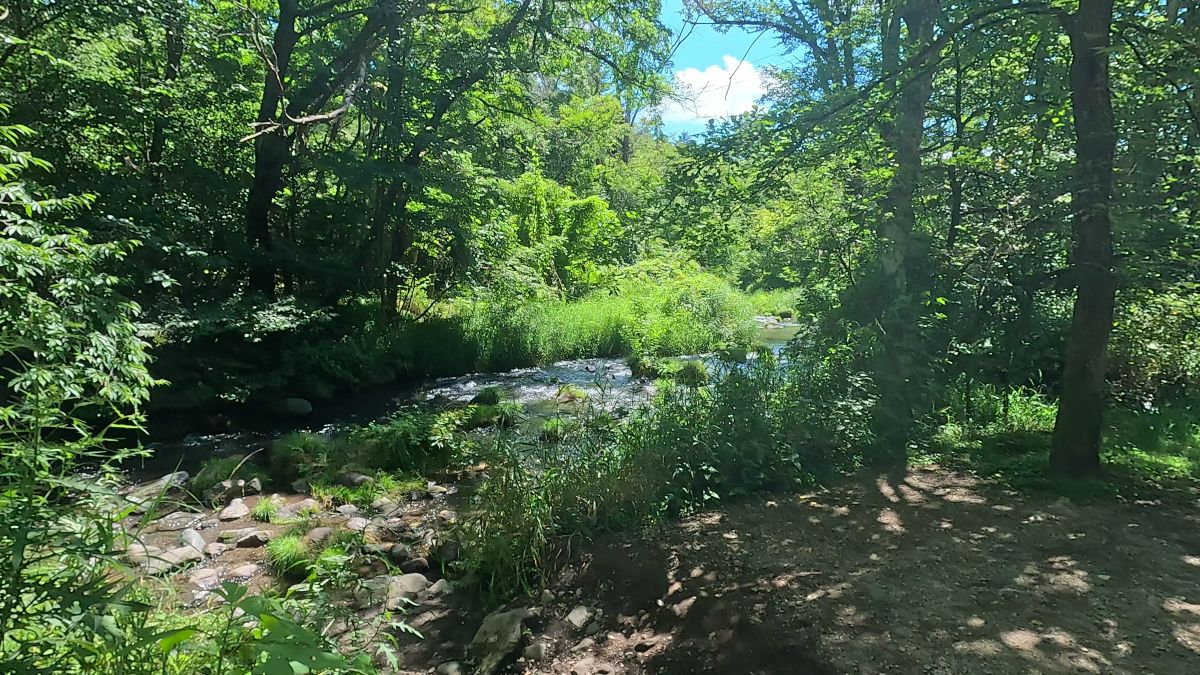 夏の軽井沢の緑と川の風景