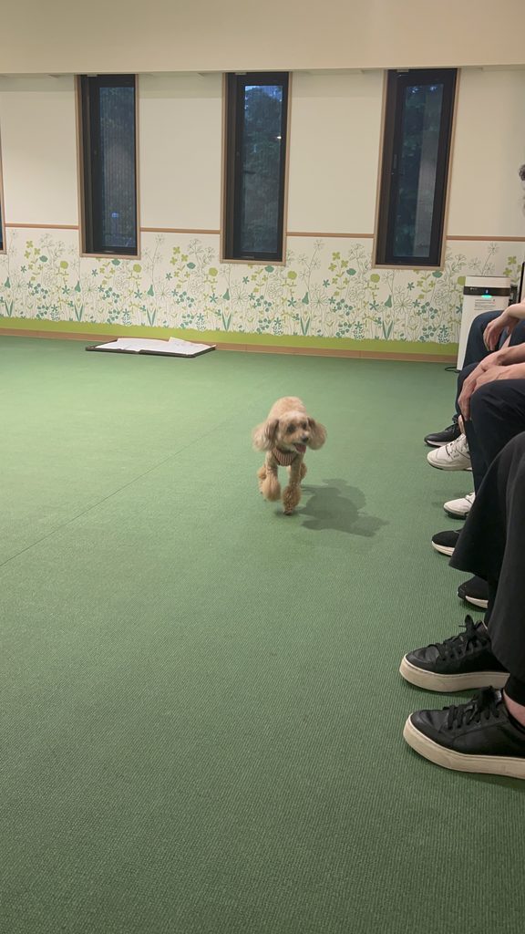 室内ドッグランを走るワンちゃん